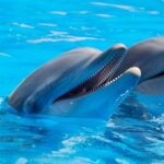 10 Everyday Habits That Can Help Protect Dolphins