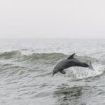 Beach Cleanups for Dolphins: How Your Actions Help Ocean Wildlife