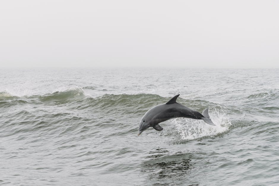 Beach Cleanups for Dolphins: How Your Actions Help Ocean Wildlife