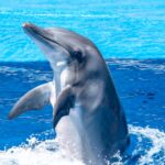 Captive Dolphins vs. Wild Dolphins: What Everyone Should Understand