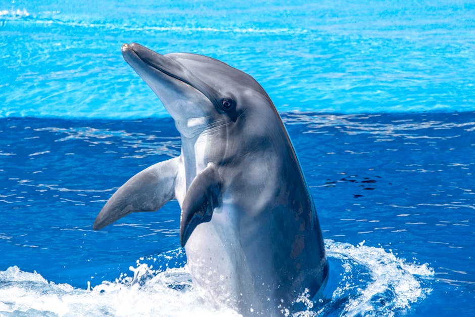 Captive Dolphins vs. Wild Dolphins: What Everyone Should Understand