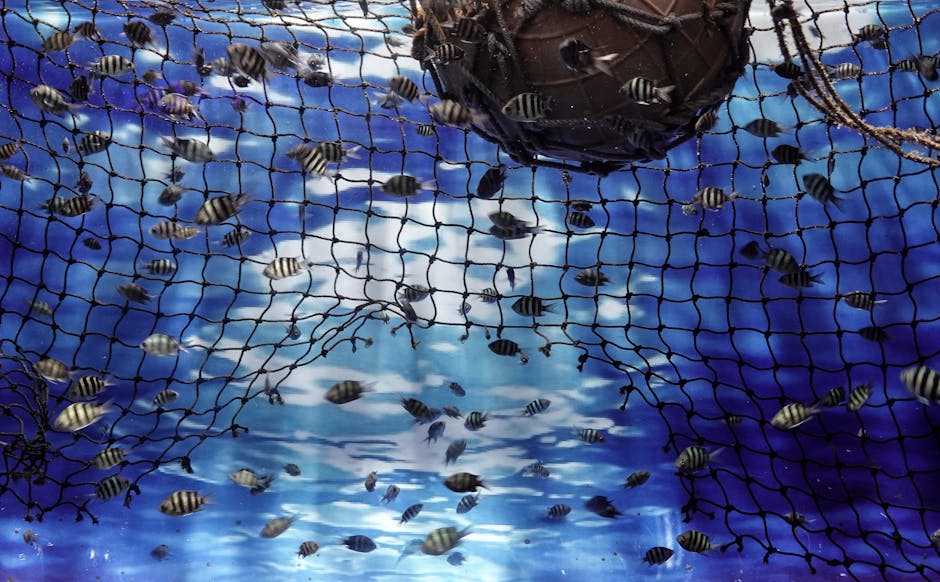Dolphins and Fishing Nets: Why Bycatch Is Still a Major Problem