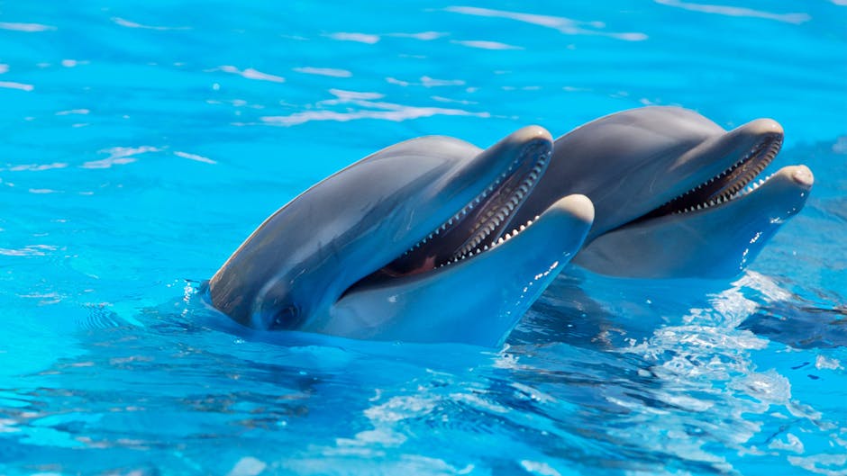 How Noise Pollution Disrupts Dolphin Communication
