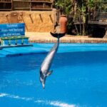 How Schools and Communities Can Raise Awareness for Dolphins