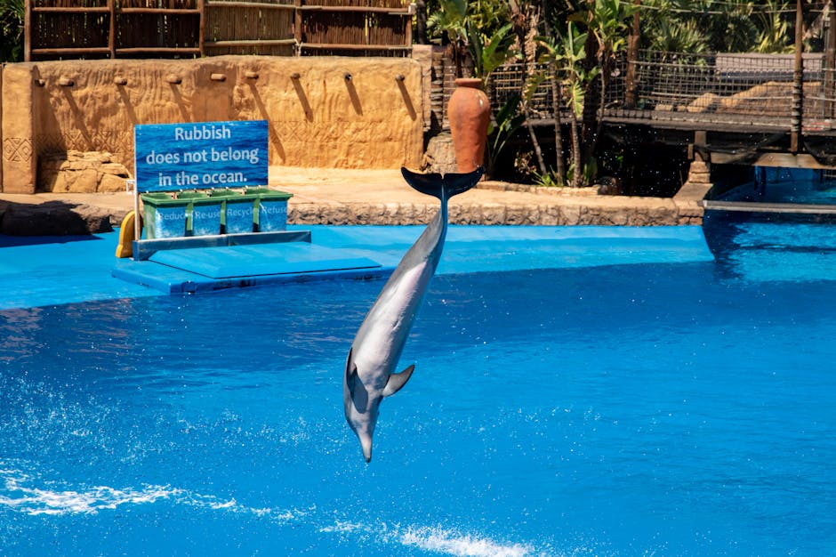 How Schools and Communities Can Raise Awareness for Dolphins