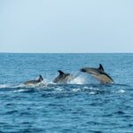 Responsible Dolphin Watching: How to Choose Ethical Tours