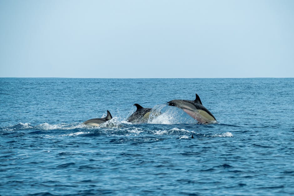 Responsible Dolphin Watching: How to Choose Ethical Tours
