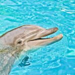 What to Do If You See a Stranded or Injured Dolphin