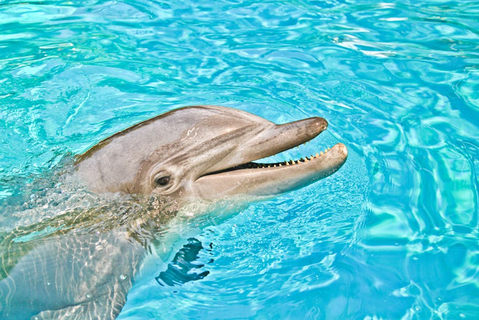 What to Do If You See a Stranded or Injured Dolphin