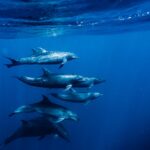 Why Marine Protected Areas Are Essential for Dolphin Survival