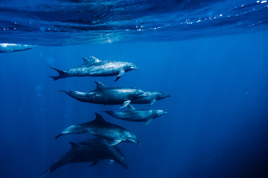 Why Marine Protected Areas Are Essential for Dolphin Survival