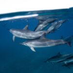 Are Dolphins Endangered? A Simple Guide to Species at Risk