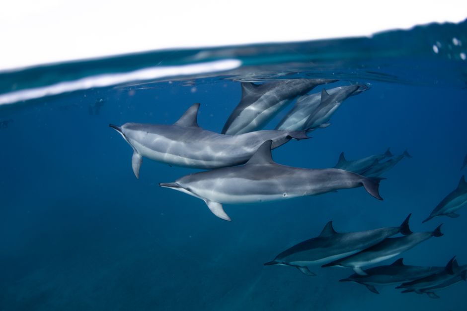 Are Dolphins Endangered? A Simple Guide to Species at Risk