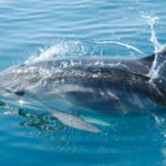 How Climate Change Is Affecting Dolphins and Their Ocean Habitat