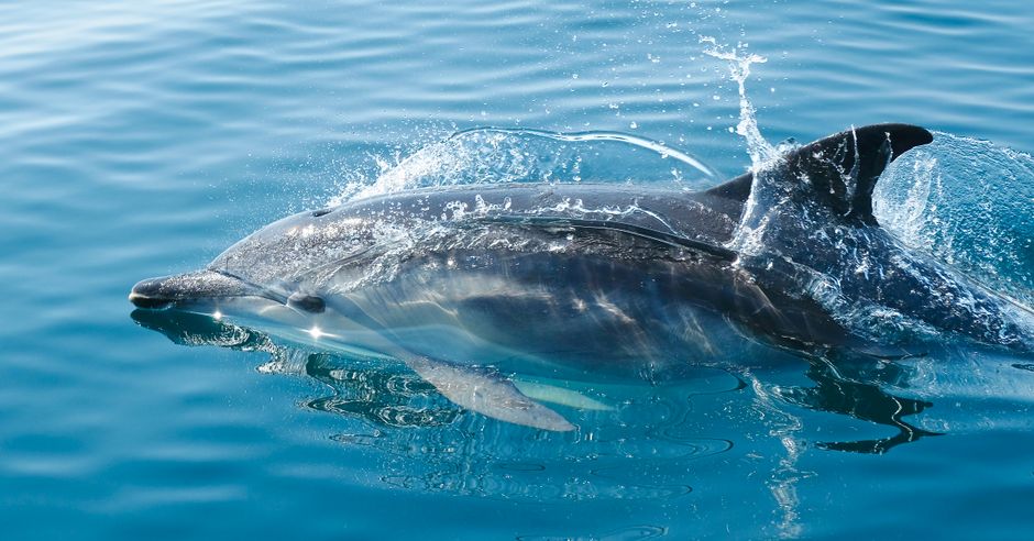 How Climate Change Is Affecting Dolphins and Their Ocean Habitat