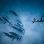 How to Support Real Dolphin Conservation Projects Without Wasting Money