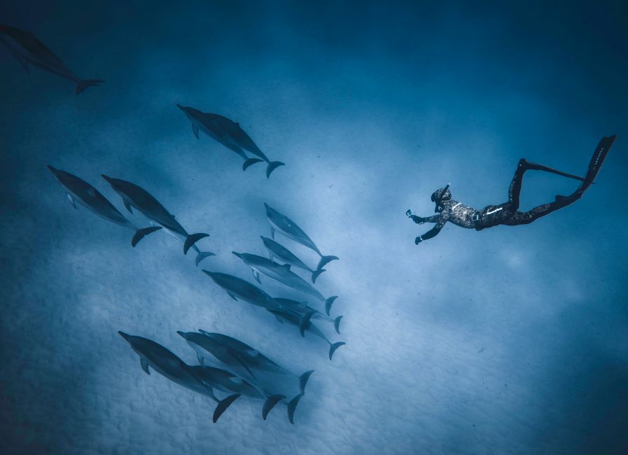How to Support Real Dolphin Conservation Projects Without Wasting Money