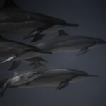 Why Dolphins Matter to Ocean Ecosystems