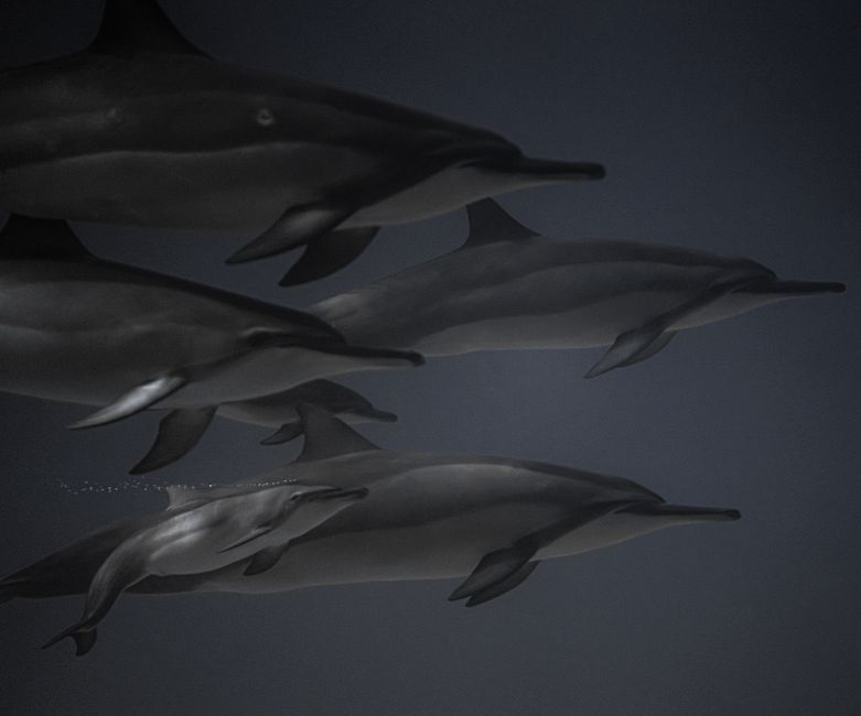 Why Dolphins Matter to Ocean Ecosystems